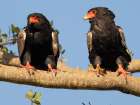 Bateleur eagle. Serengeti National Park, Tanzania, Africa Botanical Print